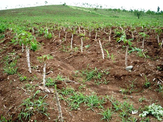 Cassava cultivation near Pailin