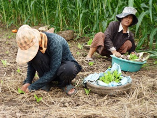 Chinese mustard transplanting near Kampong Chhnang