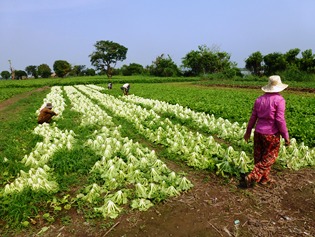 Brassica harvest near Kampong Chhnang