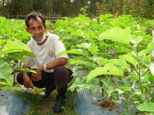Eggplant farmer in Chouk Sa Commune