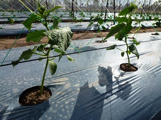 Cucumber seedlings in Chouk Sa Commune