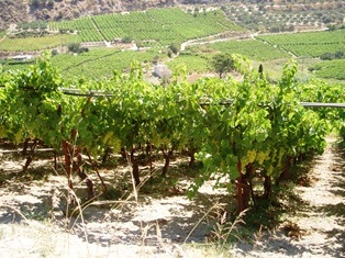 High-intensity tablegrape cultivation on Crete