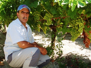 Tablegrape agronomist on Crete