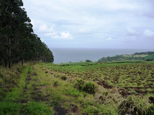 Eucalyptus plantation and field on the Big Island