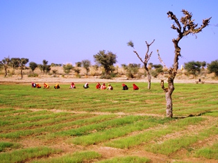 Weeding of onions in Rajasthan