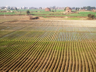 Field in Punjab
