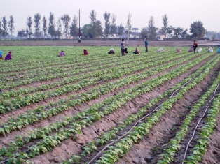 French beans under drip irrigation in Punjab