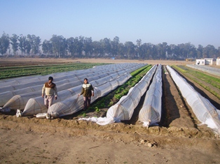 Plastic tunnels near Ludhiana, Punjab
