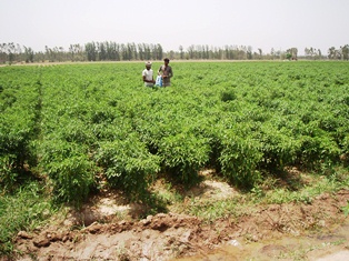 Chili harvest in Ladhowal, Punjab
