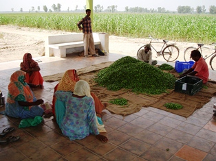 Chili postharvest in Ladhowal, Punjab