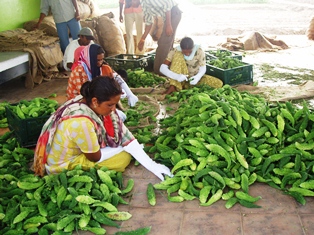 Postharvest of bitter melon in Ladhowal, Punjab