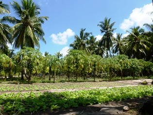 Papaya cultivation on the Maldives