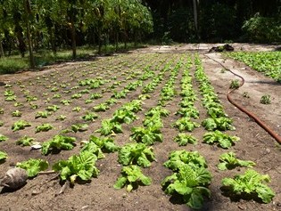 Chinese cabbage cultivation on the Maldives