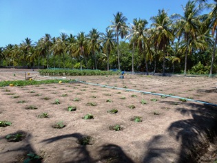 Eggplant production on the Maldives