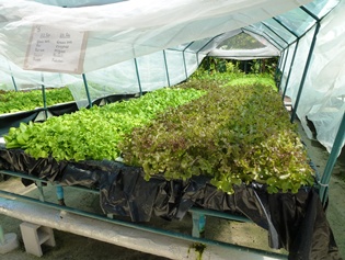 Lettuce in hydroponics on the Maldives