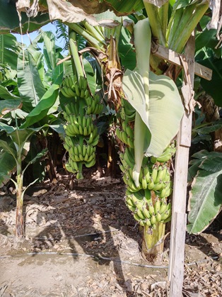 Banana before harvest