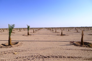 540 ha date palm plantation