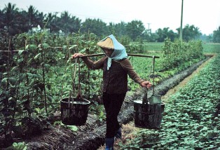 Historic vegetable production near Taichung