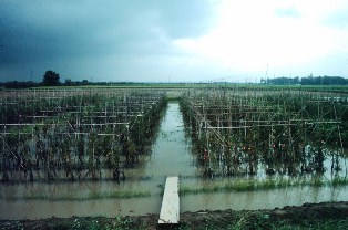 Monsoon tomato production near Tainan