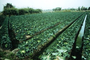 Modern cabbage cultivation near Taichung