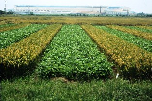 Sorjan system with vegetable soybean and rice near Tainan