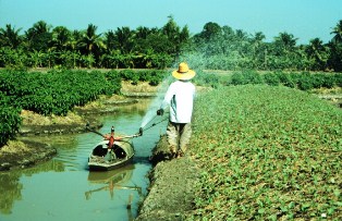 Irrigation of vegetables in Pathumthani province