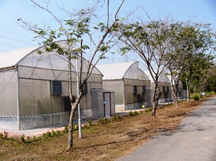 Ventilated polyhouses near Klong Luang