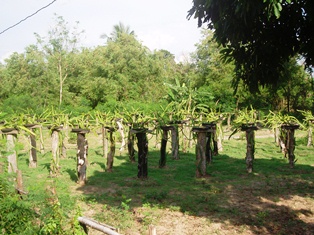 Dragonfruit cultivation near Song Dao
