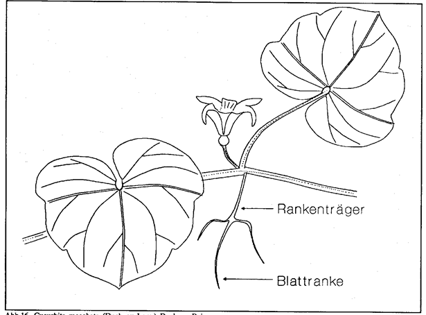 Description: Monografie ber einige tropische Gemsearten unter besonderer Bercksichtigung der Blattnutzung_Pic66