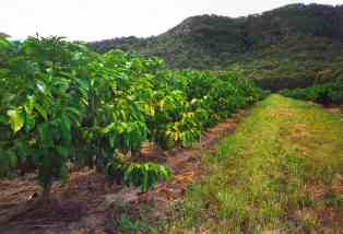 Coffee plantation near Yeppoon, Queensland