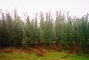 Bambusa oldhamii plantation after thinning