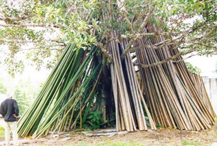 Bamboo timber