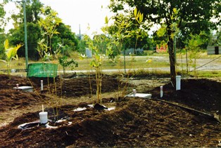 Wastewater reuse system with bamboo in Rockhampton, Queensland