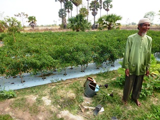 Smallholder chili cultivation in Chouk Sa Commune