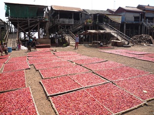 Chili drying in Kampong Chhnang