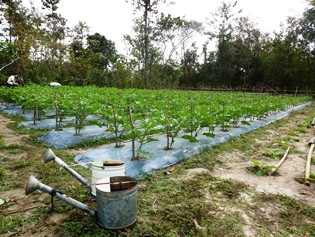 Eggplant cultivation in Chouk Sa Commune