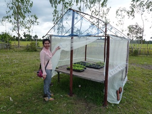 Vegetable nursery in Chouk Sa Commune