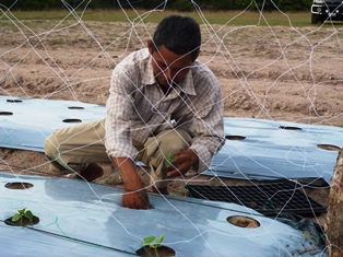 Cucumber transplanting in Chouk Sa Commune