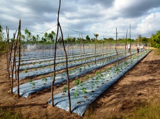 Cucumber plants with plastic mulch in Chouk Sa Commune