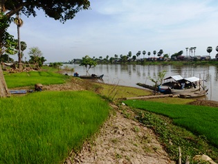 Rice seedlings in Kampong Praeh Kokir Commune
