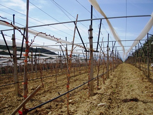 New tablegrape field with netting and plastic cover