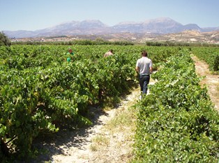 Low-intensity tablegrape cultivation on Crete