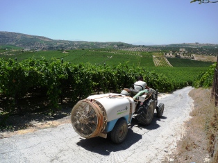 Tablegrape crop sprayer on Crete