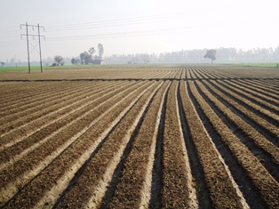 Vegetable field in Punjab