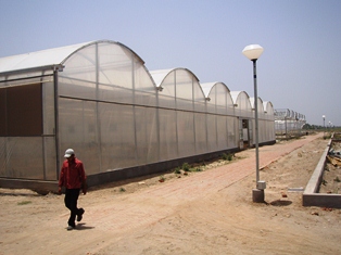 Fan-pad-evaporative cooled polyhouses in Ladhowal, Punjab