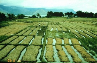 High-bed cultivation at Lake Toba, Sumatra