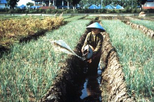 High-bed cultivation shallot on Java