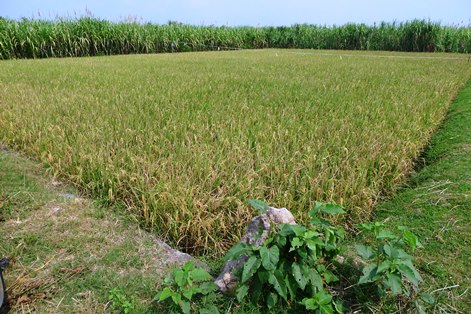 Irrigated dry-season rice on Java