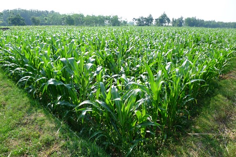 Corn cultivation on Java