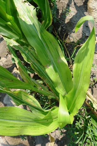 Downy mildew (Peronosclerospora philippinensis) in corn